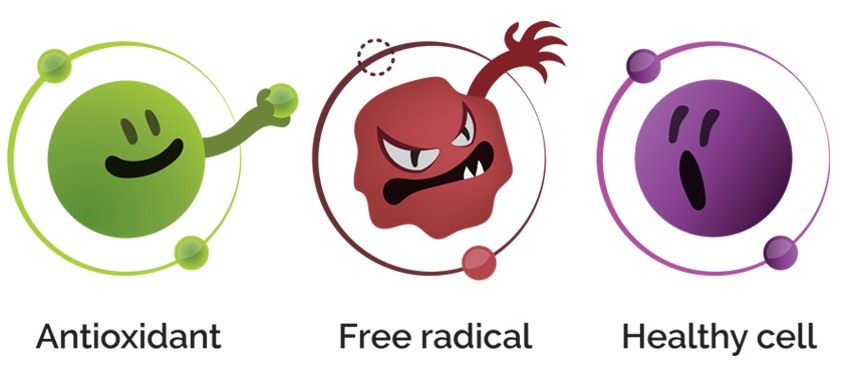 Picture of an anti-oxidant giving an electron to a free radical while a healthy cell is looking scared
